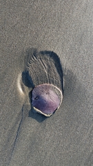 Dendraster excentricus