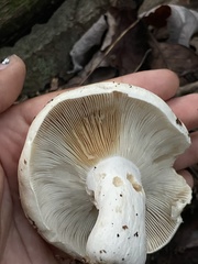 Russula compacta