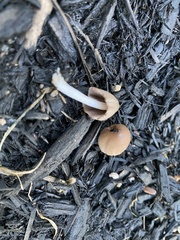 Parasola conopilea