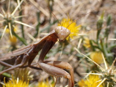 Mantis religiosa