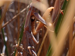 Mantis religiosa