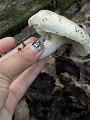 Russula compacta