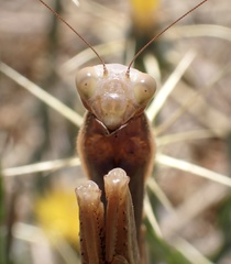 Mantis religiosa