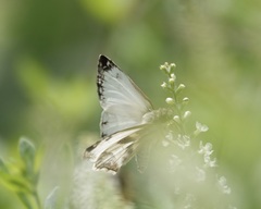 Heliopetes laviana