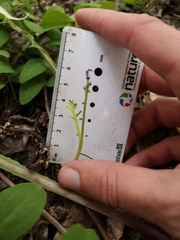 Botrychium ascendens