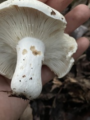 Russula compacta