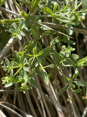 Galium trifidum