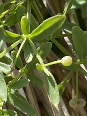 Galium trifidum