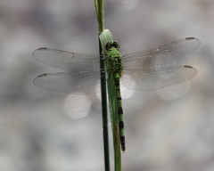 Erythemis vesiculosa