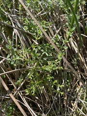 Galium trifidum