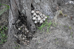 Coprinopsis variegata