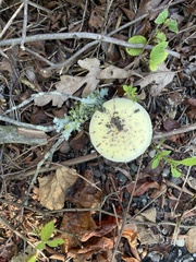 Amanita