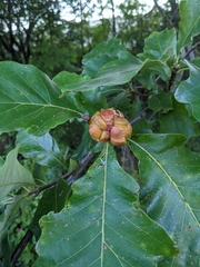 Andricus quercusstrobilanus