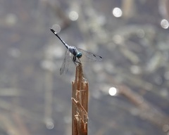 Micrathyria aequalis