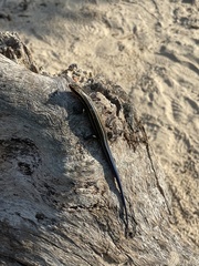 Plestiodon fasciatus