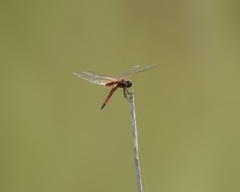 Tramea darwini