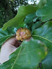 Andricus quercusstrobilanus