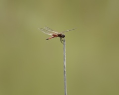 Tramea darwini
