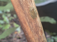 Scinax