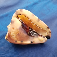 Cassis tuberosa