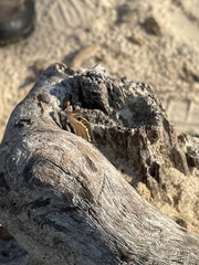 Plestiodon fasciatus