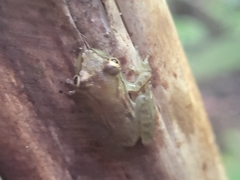 Scinax
