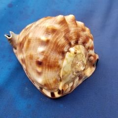 Cassis tuberosa