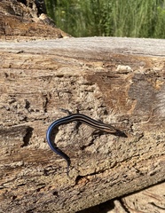 Plestiodon fasciatus