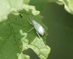 Compsus auricephalus