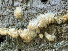 Radulomyces
