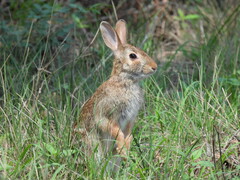 Sylvilagus aquaticus
