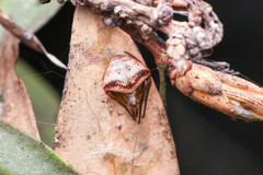 Araneus cyrtarachnoides