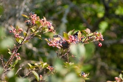 Viburnum cassinoides image