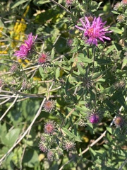 Symphyotrichum novae-angliae