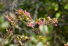 Viburnum cassinoides image