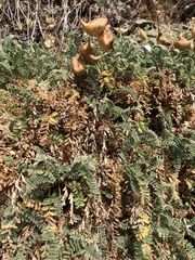 Astragalus nuttallii