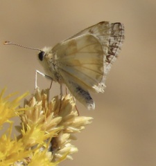 Heliopetes ericetorum