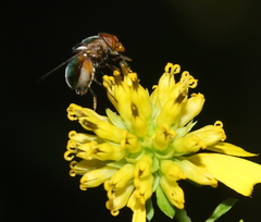 Copestylum vesicularium