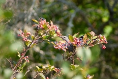 Viburnum cassinoides image