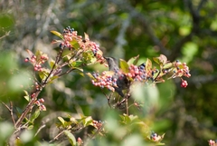 Viburnum cassinoides image