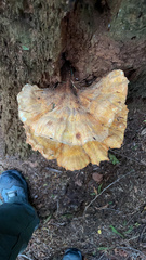 Laetiporus conifericola