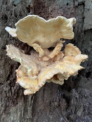 Laetiporus conifericola