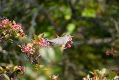 Viburnum cassinoides image
