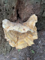 Laetiporus conifericola