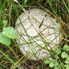 Calvatia sculpta