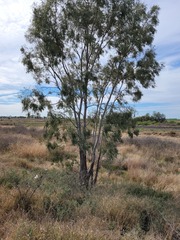 Corymbia tessellaris