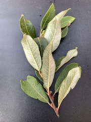 Salix sitchensis