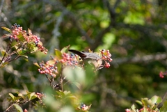 Viburnum cassinoides image