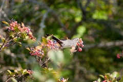 Viburnum cassinoides image