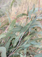 Corymbia tessellaris